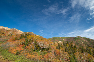 美しい高原の秋　栂池高原