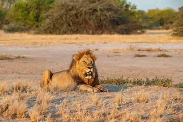 lions in BWA