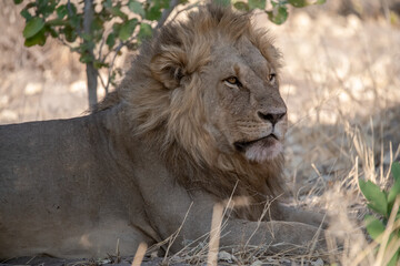 lions in BWA