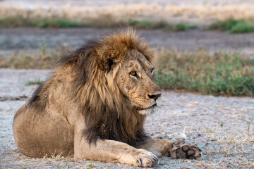 lions in BWA