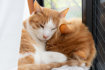 窓辺でくつろぐ二匹の猫