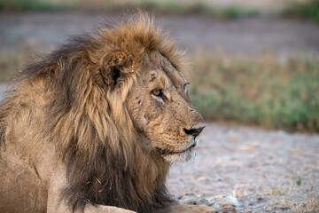 lions in BWA