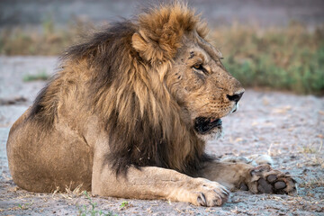 lions in BWA