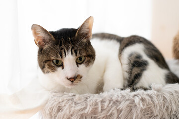 窓辺でくつろぐ猫　キジトラ白