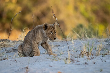 lions in BWA