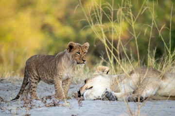lions in BWA