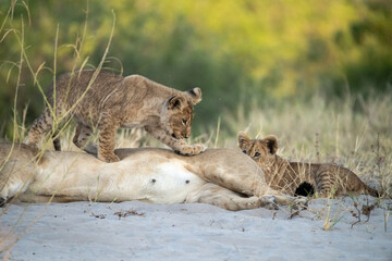 lions in BWA