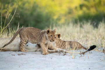 lions in BWA