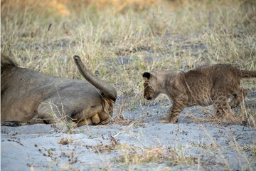 lions in BWA