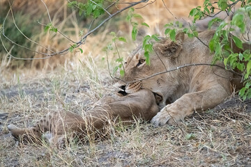 lions in BWA