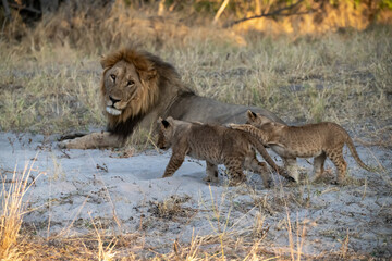 lions in BWA