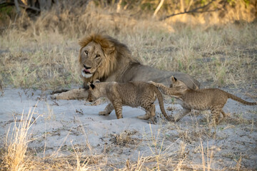 lions in BWA