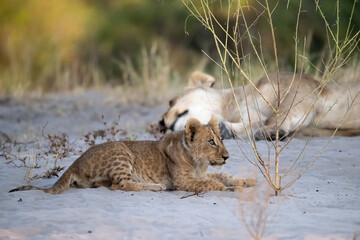 lions in bwa