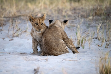 lions in bwa