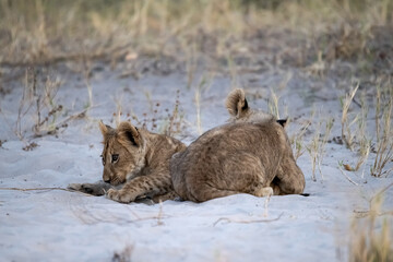 lions in bwa