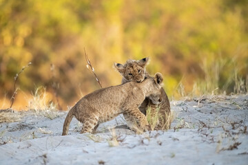 lions in bwa