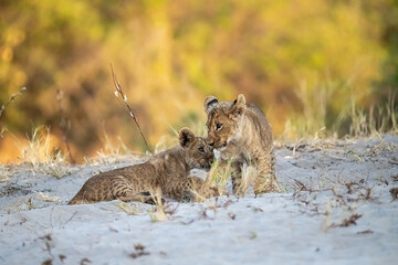 lions in bwa