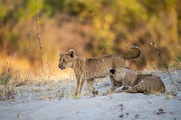 lions in bwa