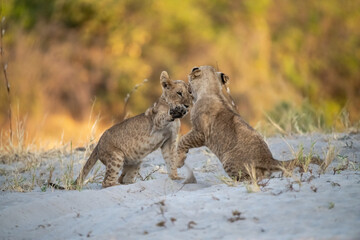 lions in bwa