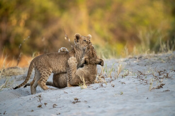 lions in bwa