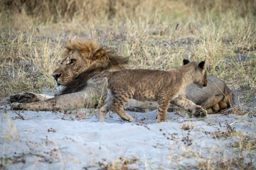 lions in bwa