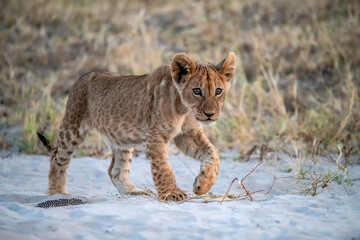 Lions in BWA