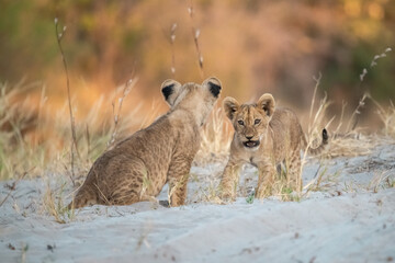 Lions in BWA