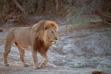 Lions in BWA