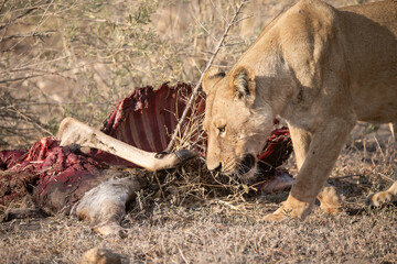 Lions in BWA