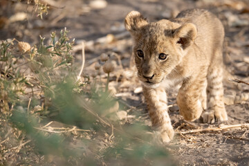 Lions in BWA