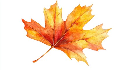 Fototapeta premium Yellow and orange autumn maple leaf isolated on a white background illustrated in watercolor