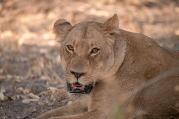 Lions in BWA