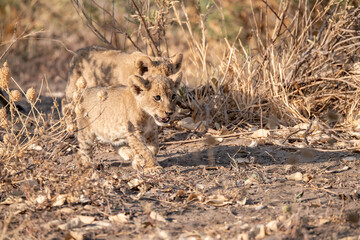 Lions in BWA
