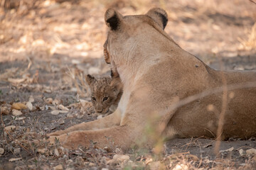 Lions in BWA