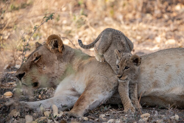 Lions in BWA