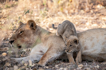 Lions in BWA