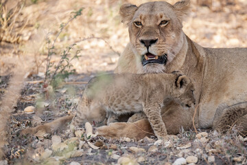 Lions in BWA