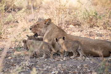 Lions in BWA