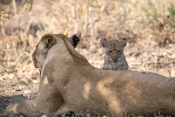 Lions in BWA