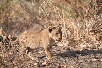 Lions in BWA