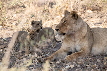 Lions in BWA