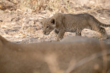 Lions in BWA
