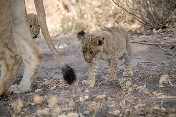 Lions in BWA