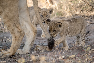 Lions in BWA