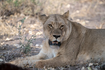 lions in bwa
