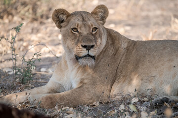 Lions in BWA