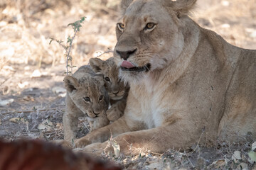 lions in bwa