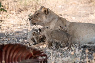 Lions in BWA