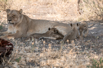 Lions in BWA