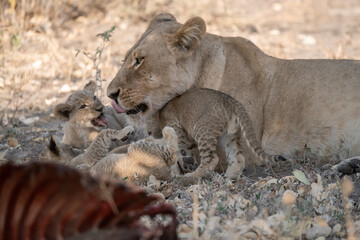 Lions in BWA